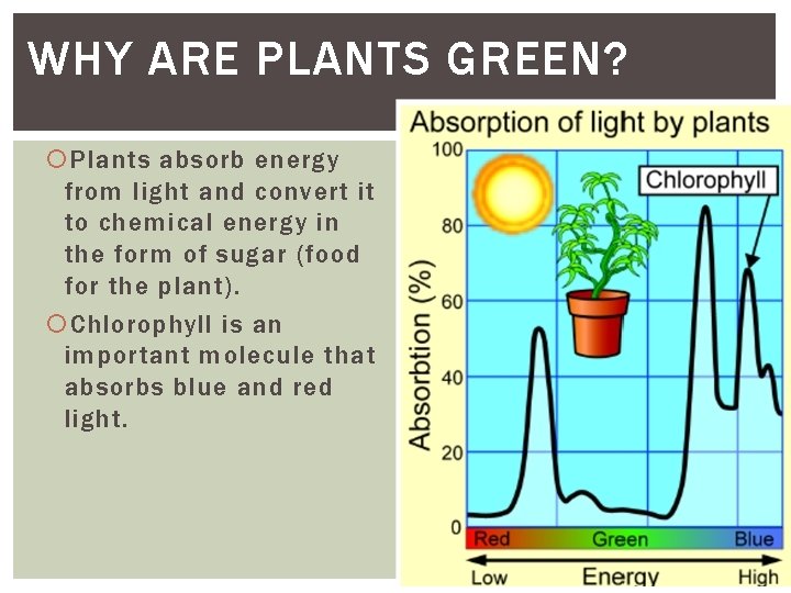WHY ARE PLANTS GREEN? Plants absorb energy from light and convert it to chemical