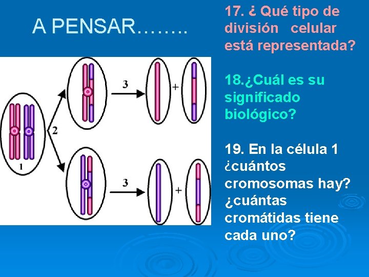 A PENSAR……. . 17. ¿ Qué tipo de división celular está representada? 18. ¿Cuál