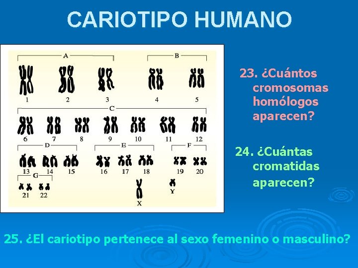 CARIOTIPO HUMANO 23. ¿Cuántos cromosomas homólogos aparecen? 24. ¿Cuántas cromatidas aparecen? 25. ¿El cariotipo