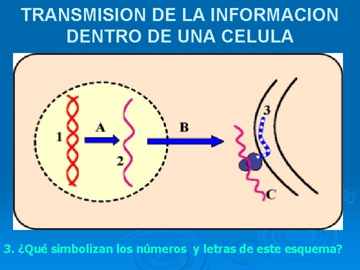 TRANSMISION DE LA INFORMACION DENTRO DE UNA CELULA 3. ¿Qué simbolizan los números y