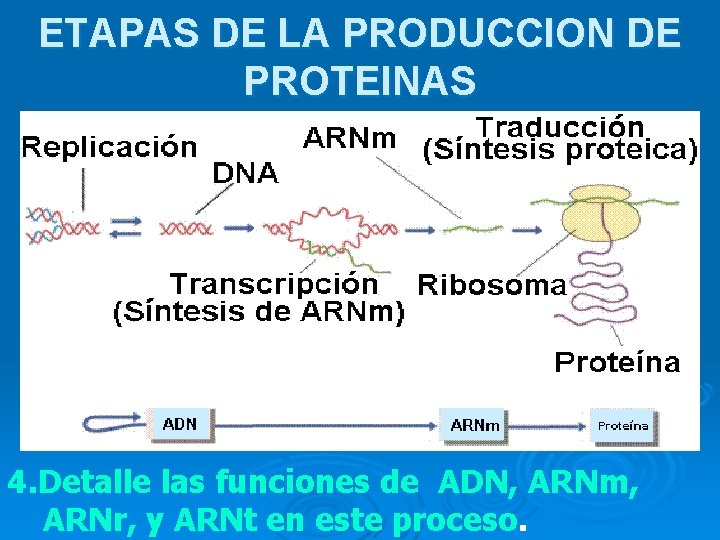 ETAPAS DE LA PRODUCCION DE PROTEINAS 4. Detalle las funciones de ADN, ARNm, ARNr,