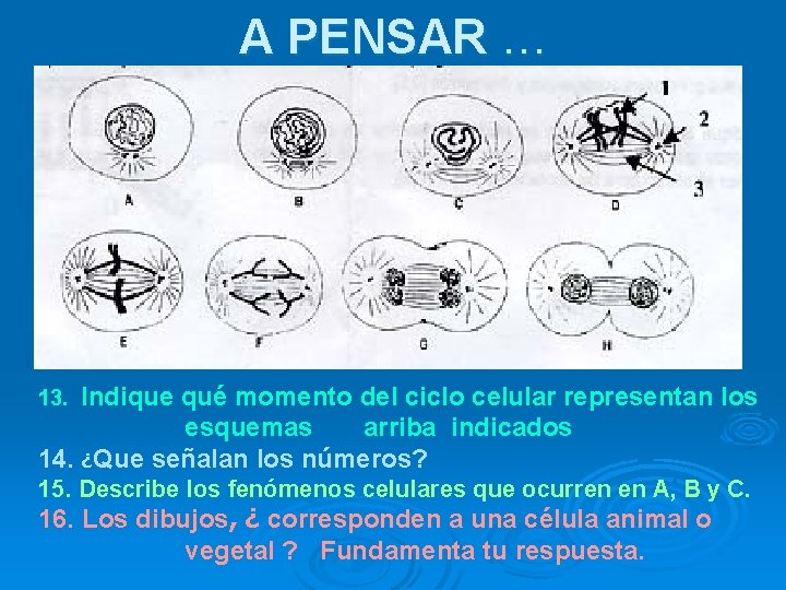 A PENSAR … Indique qué momento del ciclo celular representan los esquemas arriba indicados