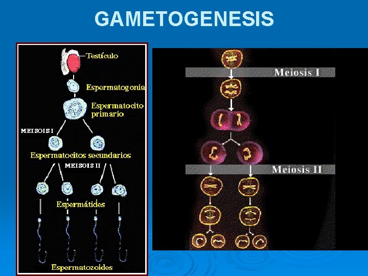 GAMETOGENESIS 