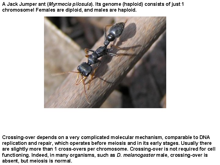 A Jack Jumper ant (Myrmecia pilosula). Its genome (haploid) consists of just 1 chromosome!