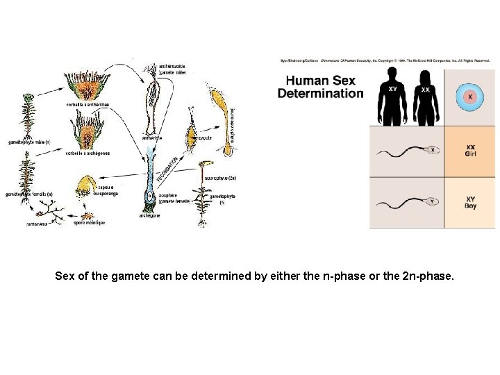 Sex of the gamete can be determined by either the n-phase or the 2