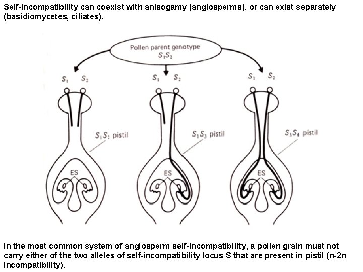 Self-incompatibility can coexist with anisogamy (angiosperms), or can exist separately (basidiomycetes, ciliates). In the