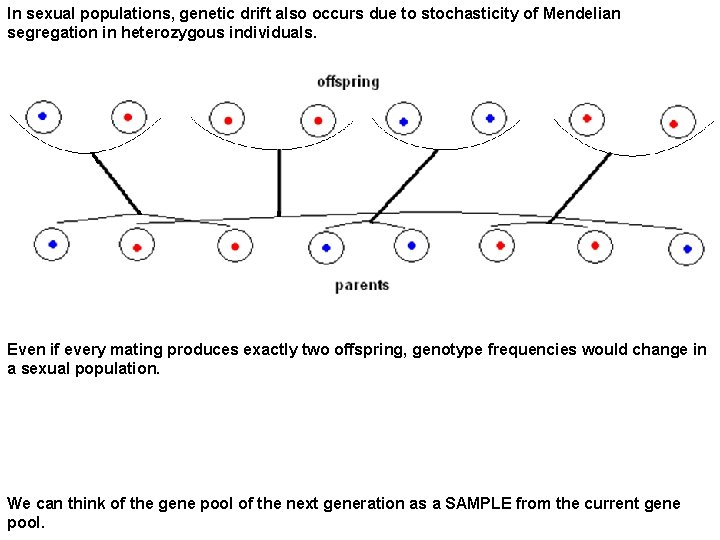 In sexual populations, genetic drift also occurs due to stochasticity of Mendelian segregation in