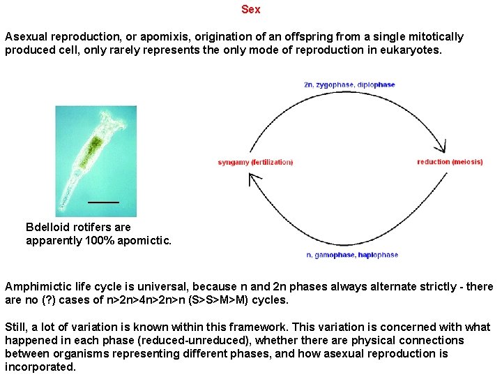 Sex Asexual reproduction, or apomixis, origination of an offspring from a single mitotically produced