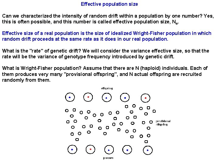 Effective population size Can we characterized the intensity of random drift within a population