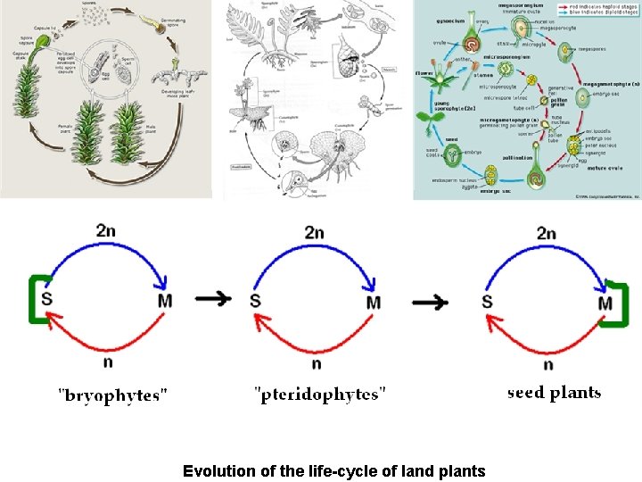 Evolution of the life-cycle of land plants 
