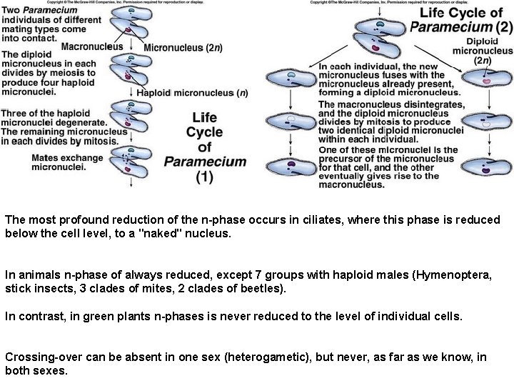 The most profound reduction of the n-phase occurs in ciliates, where this phase is