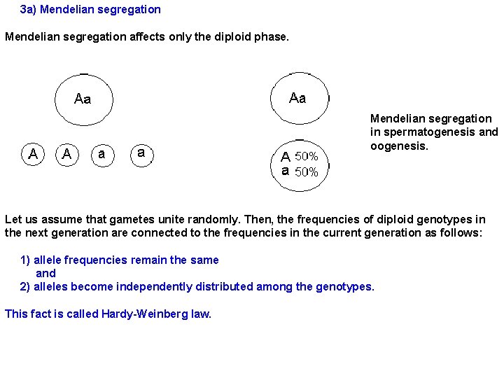 3 a) Mendelian segregation affects only the diploid phase. Mendelian segregation in spermatogenesis and