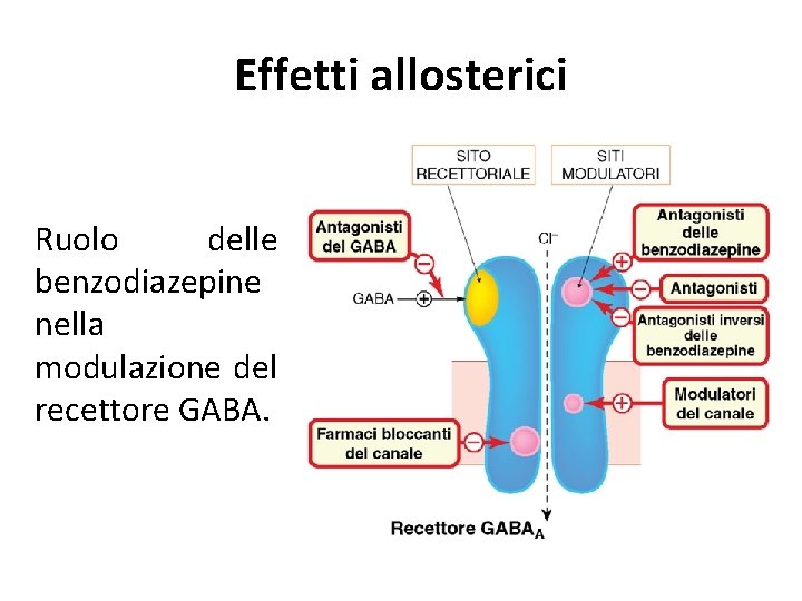 Effetti allosterici Ruolo delle benzodiazepine nella modulazione del recettore GABA. 