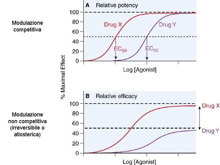 Modulazione competitiva Modulazione non competitiva (irreversibile o allosterica) 