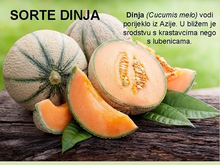 SORTE DINJA Dinja (Cucumis melo) vodi porijeklo iz Azije. U bližem je srodstvu s