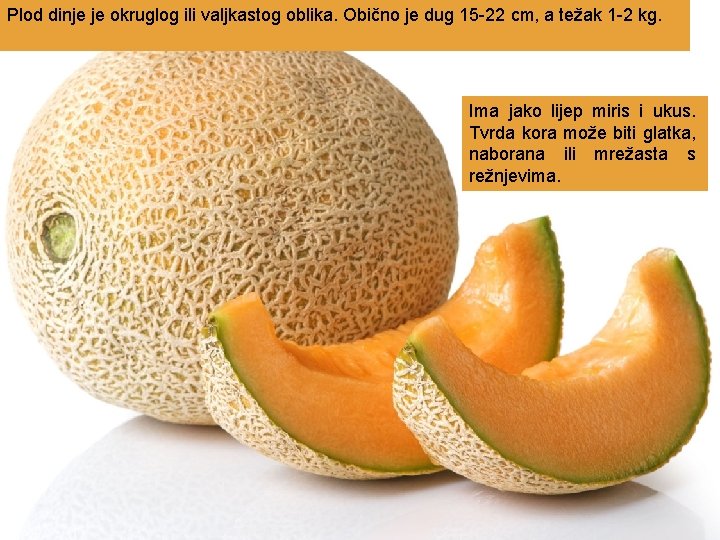 Plod dinje je okruglog ili valjkastog oblika. Obično je dug 15 -22 cm, a