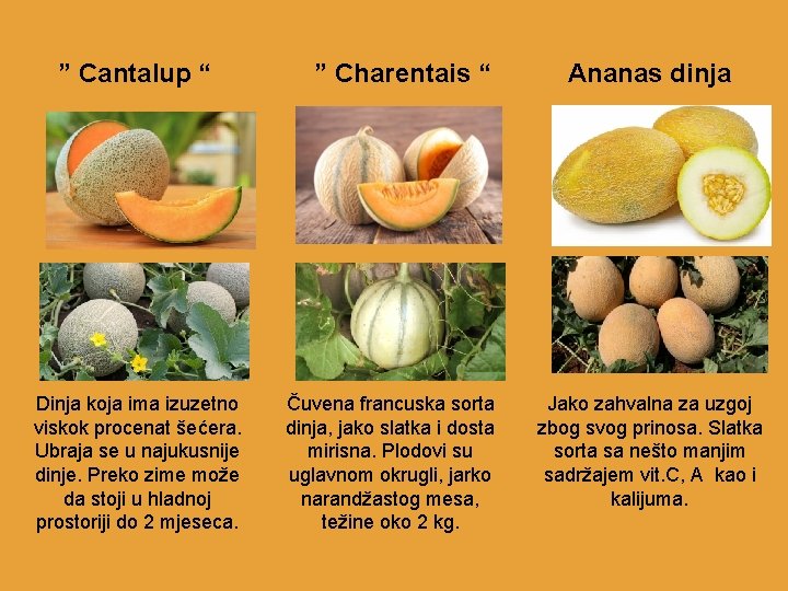  ” Cantalup “ Dinja koja ima izuzetno viskok procenat šećera. Ubraja se u