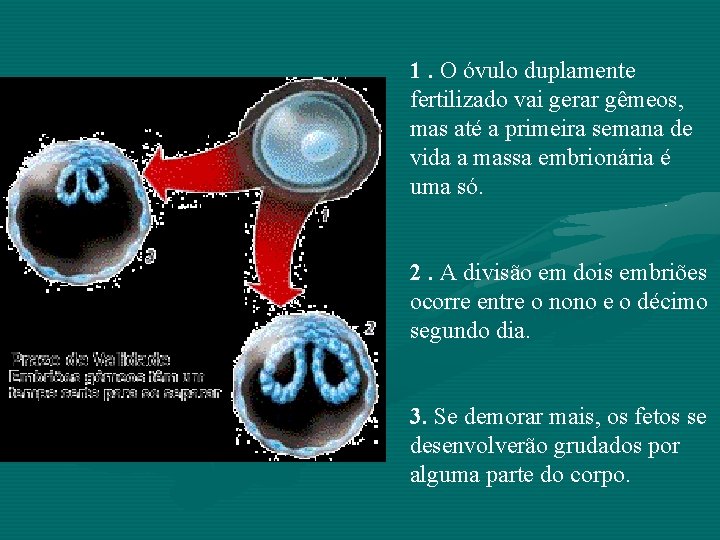 1. O óvulo duplamente fertilizado vai gerar gêmeos, mas até a primeira semana de