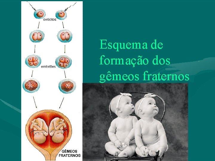 Esquema de formação dos gêmeos fraternos 