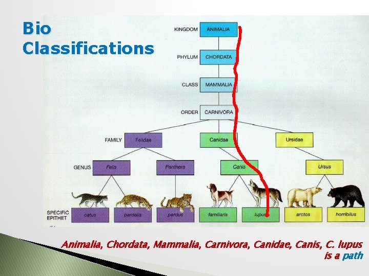 Bio Classifications Animalia, Chordata, Mammalia, Carnivora, Canidae, Canis, C. lupus is a path 
