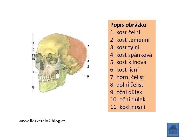 Popis obrázku 1. kost čelní 2. kost temenní 3. kost týlní 4. kost spánková