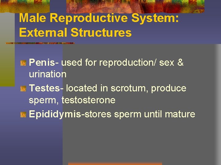 Male Reproductive System: External Structures Penis- used for reproduction/ sex & urination Testes- located