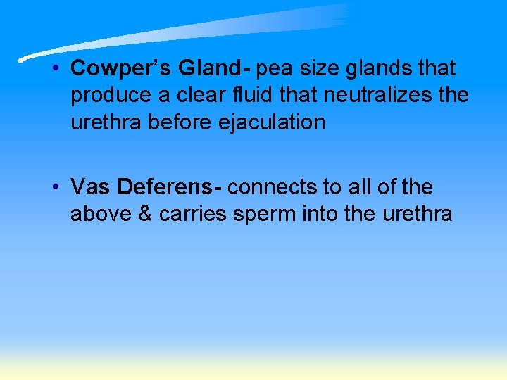  • Cowper’s Gland- pea size glands that produce a clear fluid that neutralizes