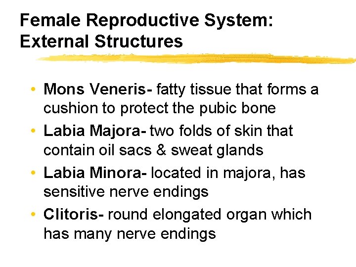 Female Reproductive System: External Structures • Mons Veneris- fatty tissue that forms a cushion