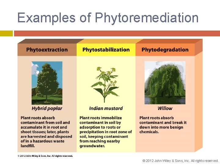 Examples of Phytoremediation © 2012 John Wiley & Sons, Inc. All rights reserved. 