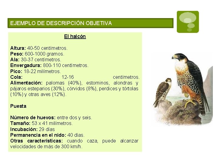 EJEMPLO DE DESCRIPCIÓN OBJETIVA El halcón Altura: 40 -50 centímetros. Peso: 600 -1000 gramos.