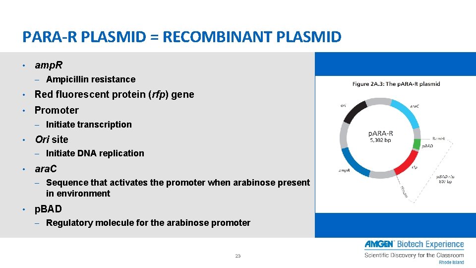 How Do You Begin To Clone A Gene