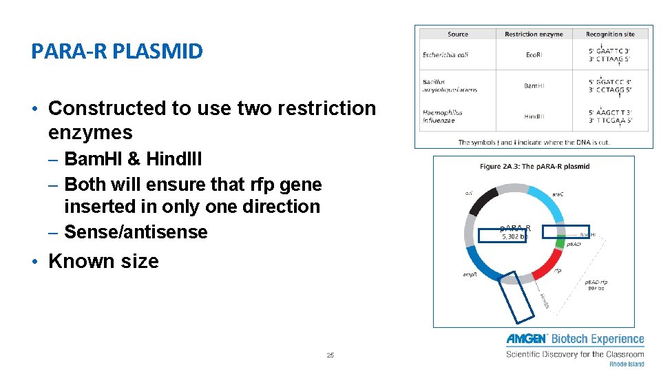 How Do You Begin To Clone A Gene