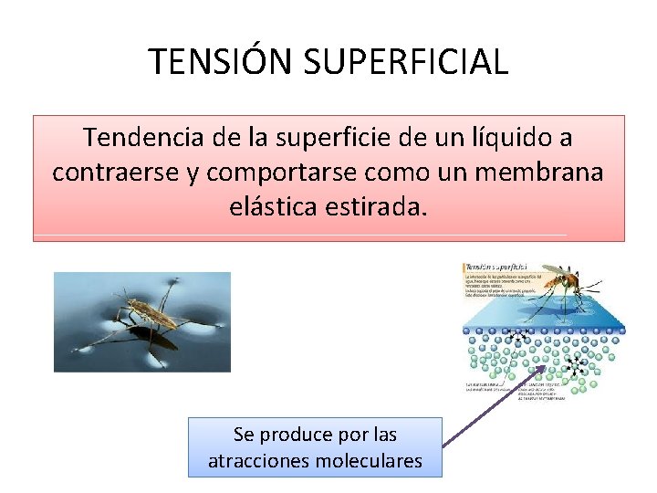 TENSIÓN SUPERFICIAL Tendencia de la superficie de un líquido a contraerse y comportarse como