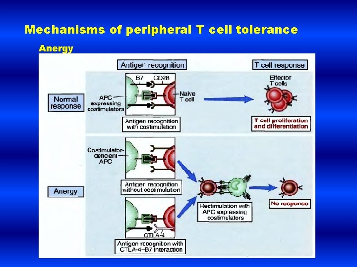 Mechanisms of peripheral T cell tolerance Anergy 