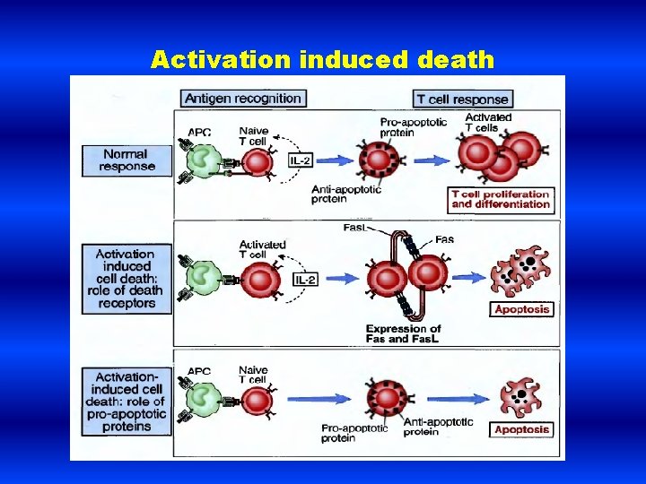 Activation induced death 