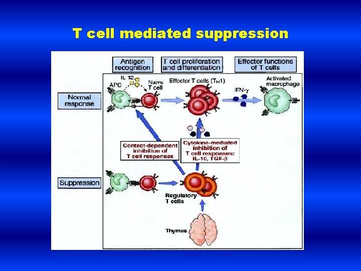 T cell mediated suppression 