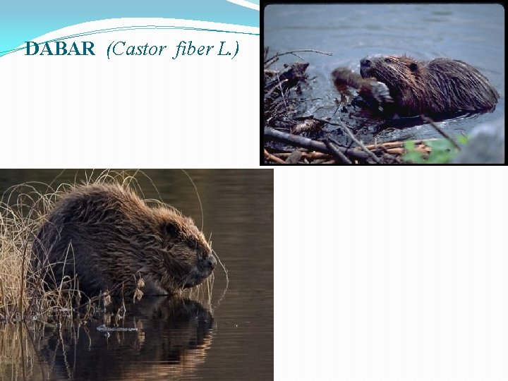 DABAR (Castor fiber L. ) 