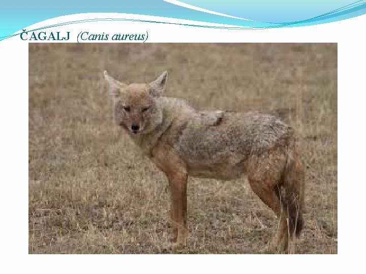 ČAGALJ (Canis aureus) 