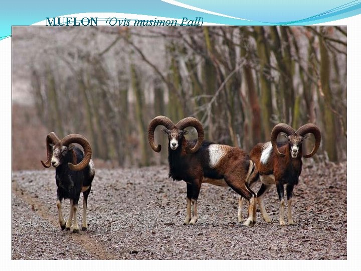 MUFLON (Ovis musimon Pall) 