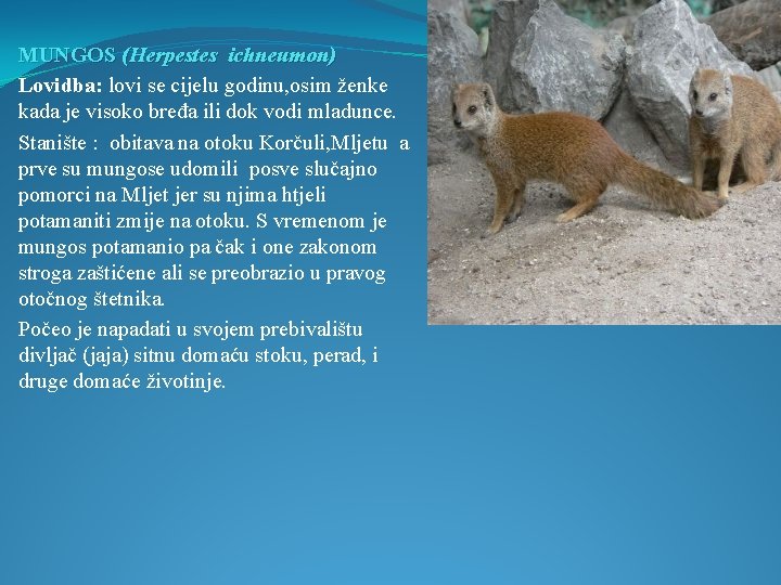 MUNGOS (Herpestes ichneumon) Lovidba: lovi se cijelu godinu, osim ženke kada je visoko bređa