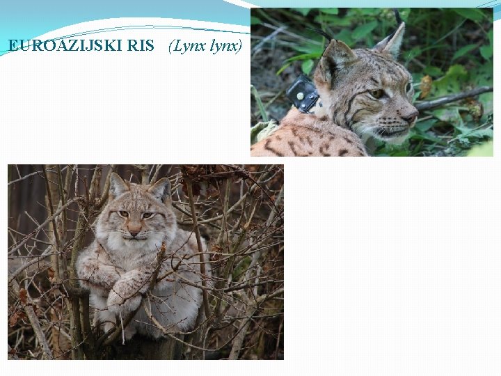 EUROAZIJSKI RIS (Lynx lynx) 