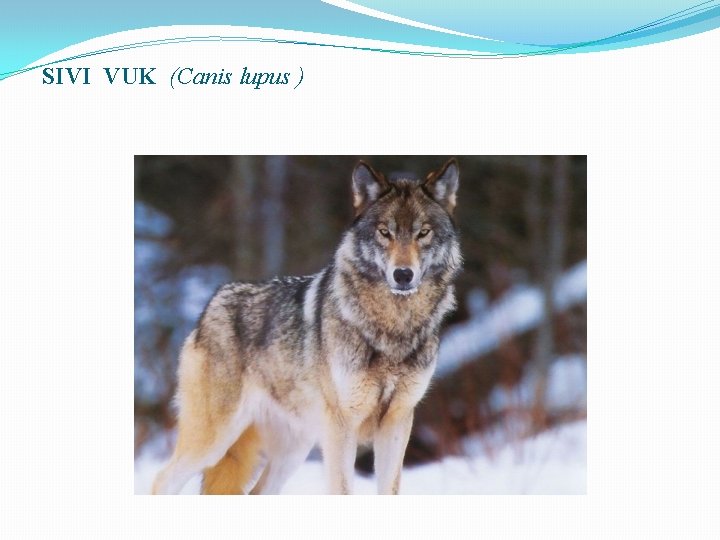 SIVI VUK (Canis lupus ) 