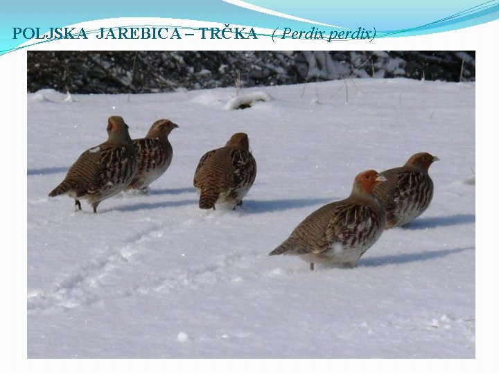 POLJSKA JAREBICA – TRČKA ( Perdix perdix) 