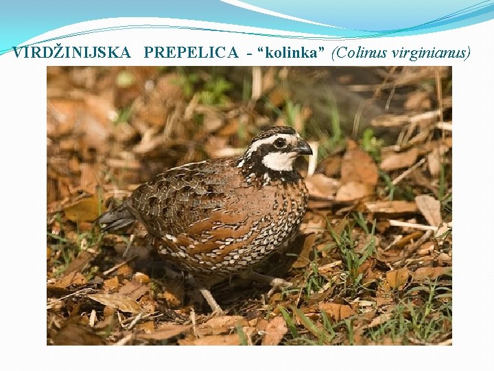 VIRDŽINIJSKA PREPELICA - “kolinka” (Colinus virginianus) 