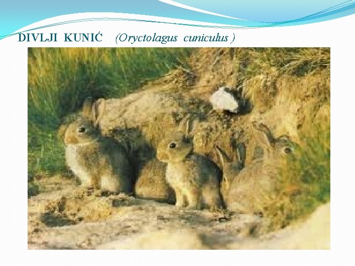 DIVLJI KUNIĆ (Oryctolagus cuniculus ) 