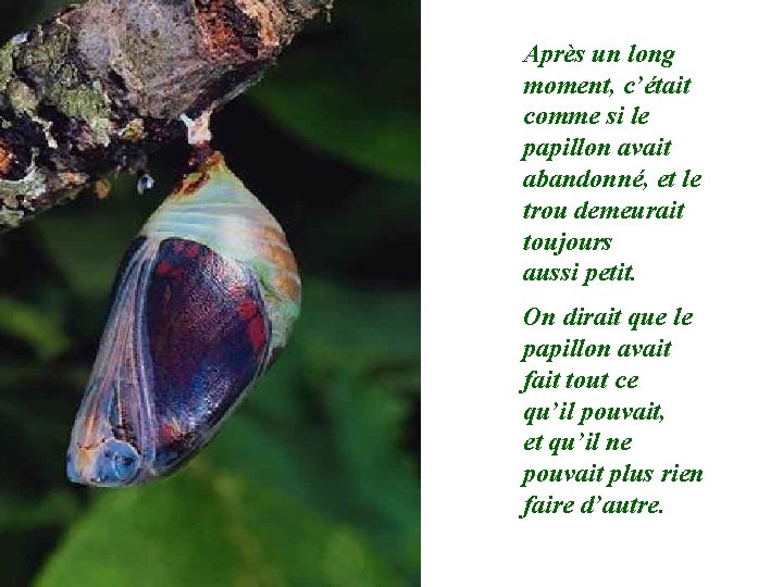 Après un long moment, c’était comme si le papillon avait abandonné, et le trou