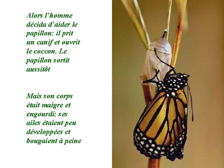 Alors l’homme décida d’aider le papillon: il prit un canif et ouvrit le coccon.