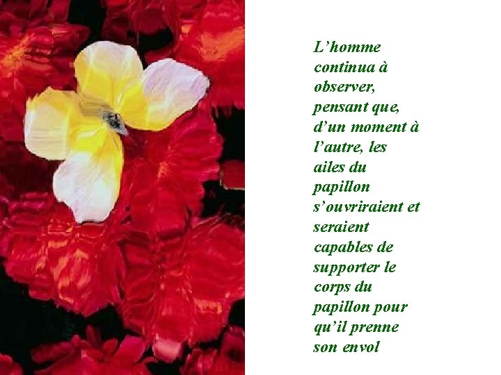 L’homme continua à observer, pensant que, d’un moment à l’autre, les ailes du papillon