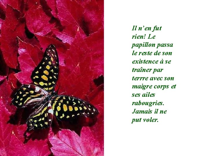 Il n’en fut rien! Le papillon passa le reste de son existence à se