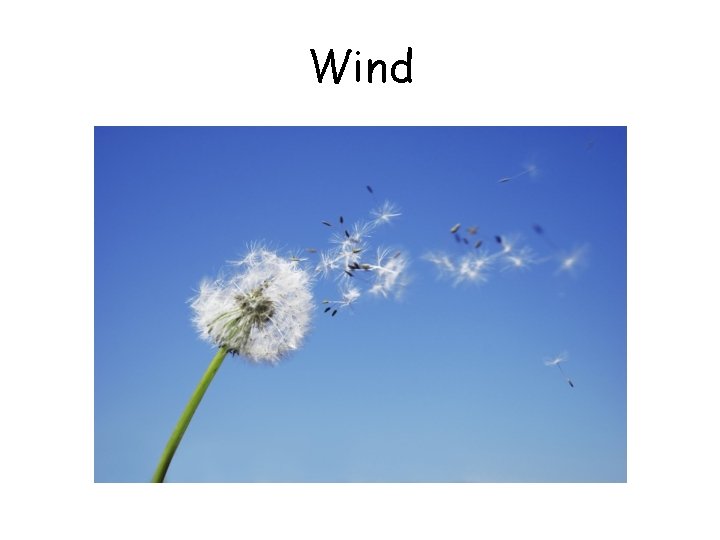 Wind Wind